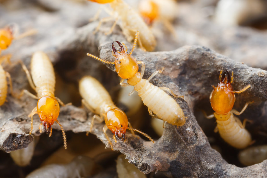termite treatment and control